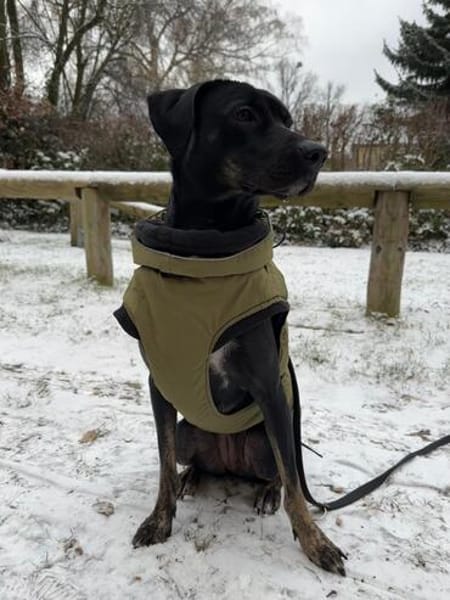 MILLY HAT GROßE HOFFNUNG AUF EIN NEUES ZUHAUSE