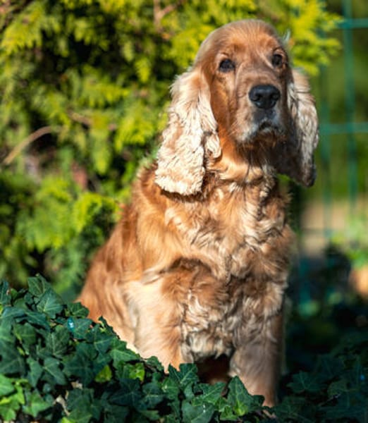 BENNY BUB: bildhübscher Senior hofft auf zweite Chance