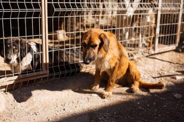 Sanfter ♥ Oscar ♥ wartet schon in 74749 Rosenberg