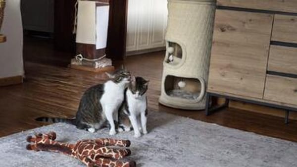 Die Brüder Tito und Toto Fiv+, unser DreamTeam