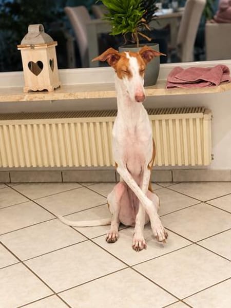 🐾 Lotta sucht ein neues Zuhause  für immer! ❤