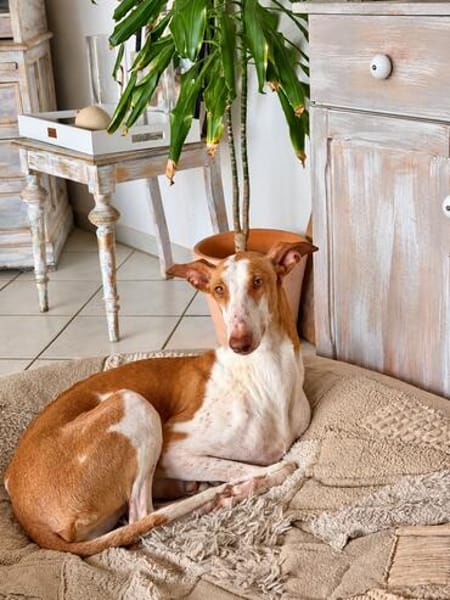 🐾 Lotta sucht ein neues Zuhause  für immer! ❤