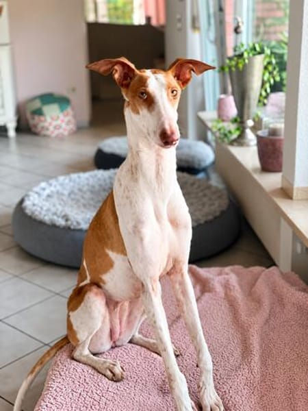 🐾 Lotta sucht ein neues Zuhause  für immer! ❤