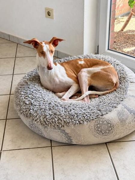 🐾 Lotta sucht ein neues Zuhause  für immer! ❤