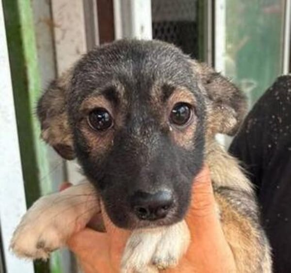 MIKA ist ein süßer kleiner Hundejunge