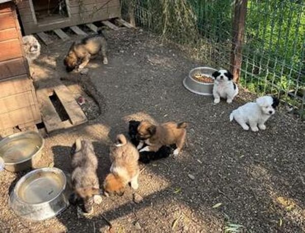 MIKA ist ein süßer kleiner Hundejunge