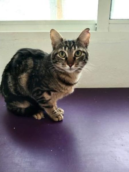 liebenswerte Nala bei München (ALM)