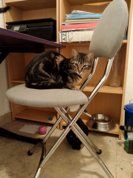 liebenswerte Nala bei München (ALM)