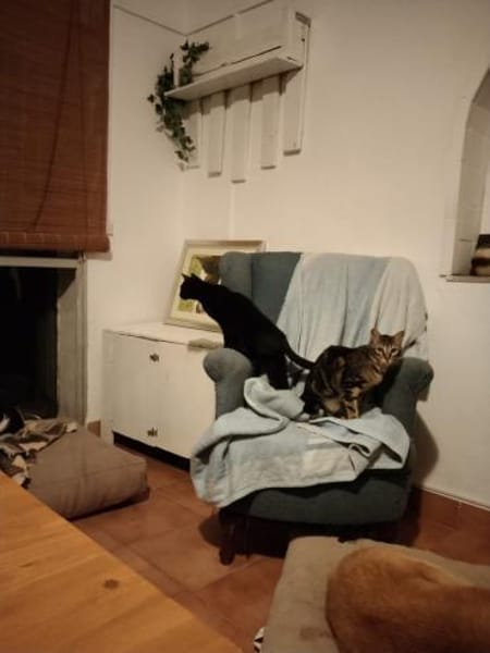 liebenswerte Nala bei München (ALM)