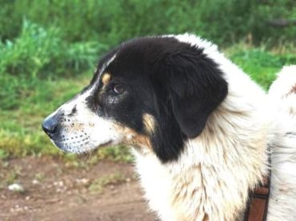 Peppe sucht eine liebe Familie ohne Kinder