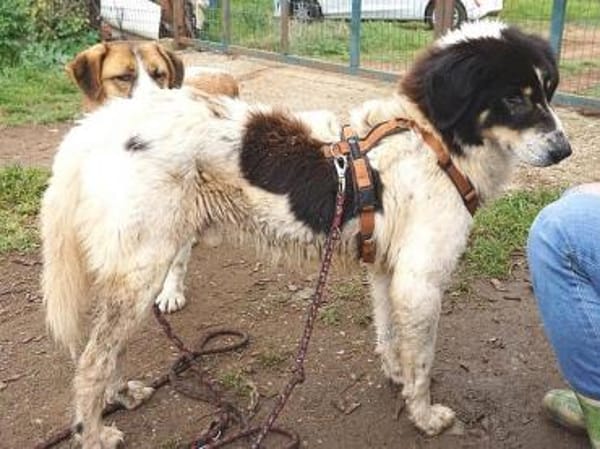 Peppe sucht eine liebe Familie ohne Kinder