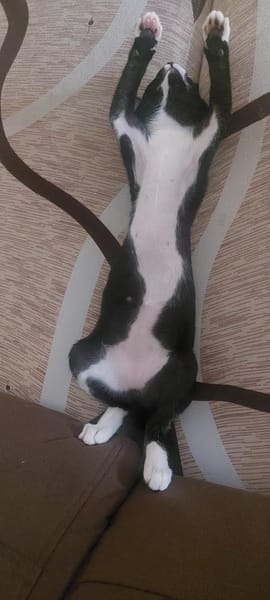 *reserviert* Lustige Kira  (Bea)