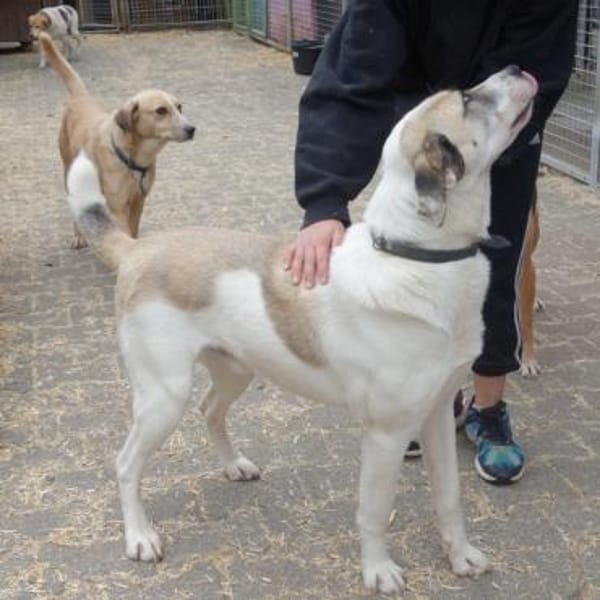 Tim, der ideale Hund für aktive Leute