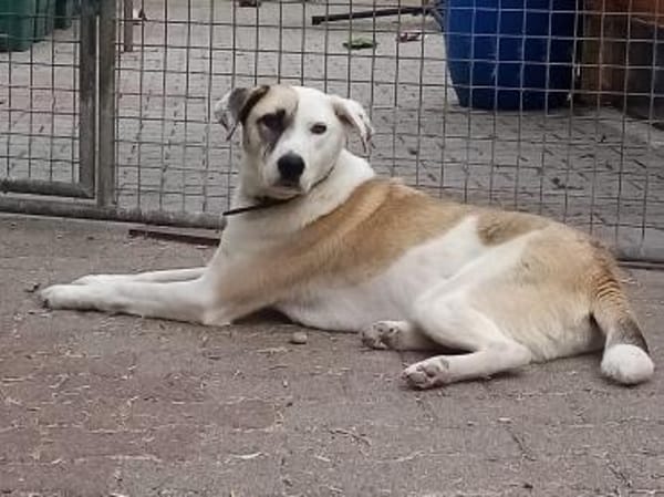 Tim, der ideale Hund für aktive Leute