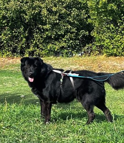 Finlay, ein treuer Herzenshund sucht seine Menschen!❤