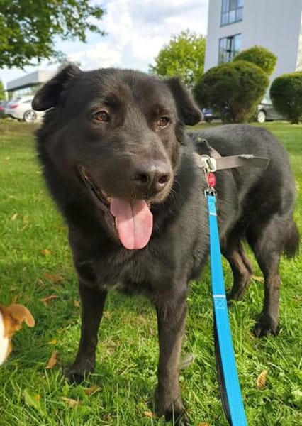 Finlay, ein treuer Herzenshund sucht seine Menschen!❤