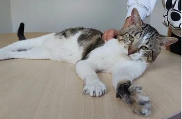 Piaget (mit Lilú)- ein Kuschelkater, verschmust & anhänglich