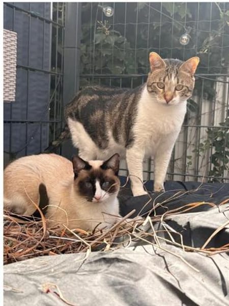 Piaget (mit Lilú)- ein Kuschelkater, verschmust & anhänglich