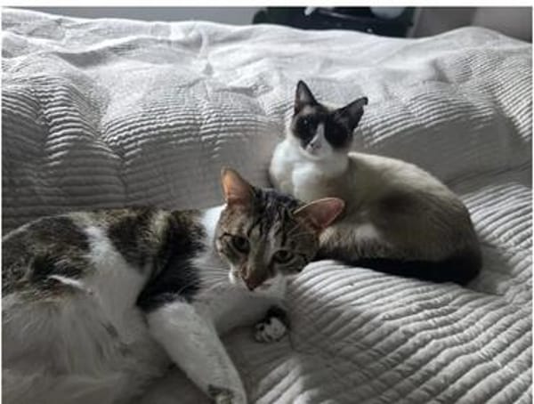 Piaget (mit Lilú)- ein Kuschelkater, verschmust & anhänglich