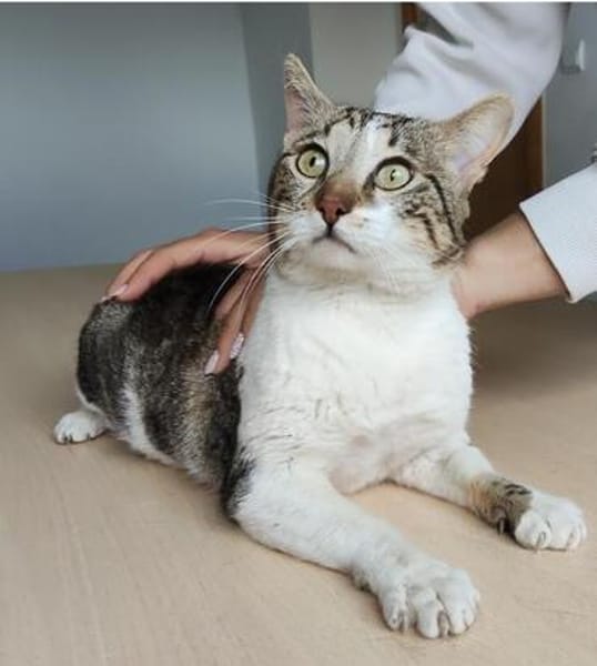 Piaget (mit Lilú)- ein Kuschelkater, verschmust & anhänglich