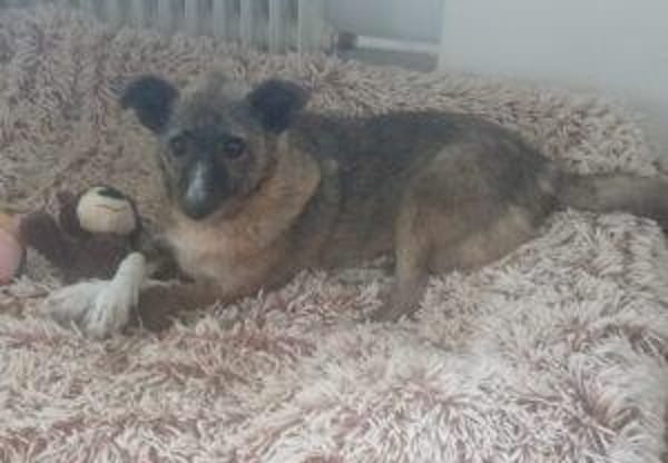 Missy 42 cm (Pfegestelle)