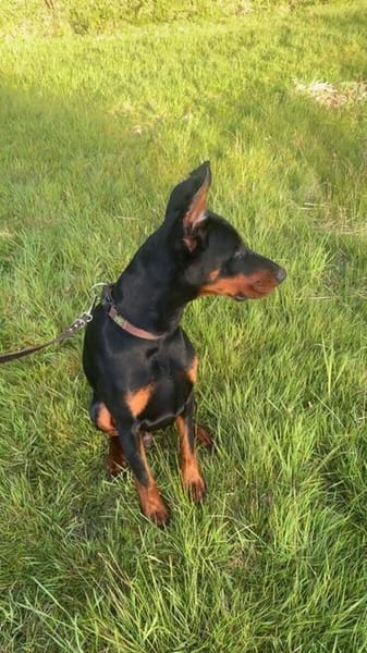 Enzo - kein einfacher Dobermann