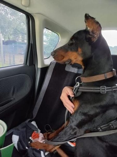 Enzo - kein einfacher Dobermann