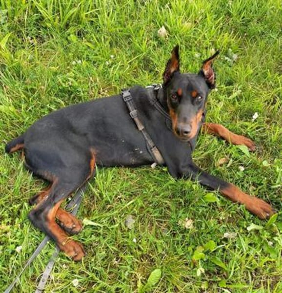 Enzo - kein einfacher Dobermann