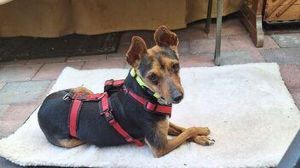 Rusty1 sucht sein Zuhause - NEUE FOTOS!!