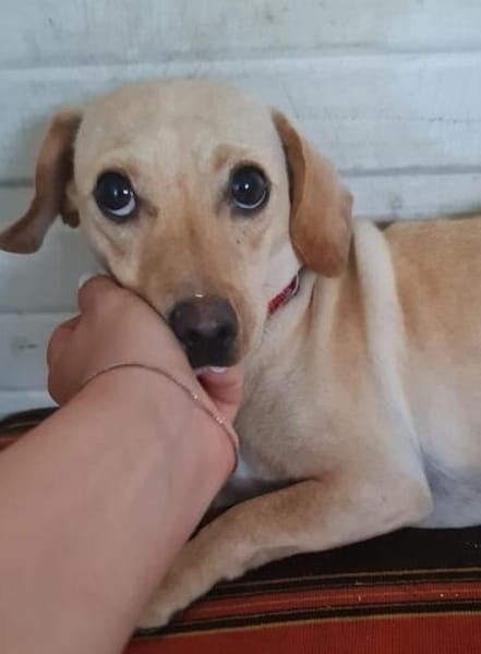 Lucy  sucht Menschen mit Herz