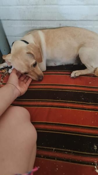 Lucy  sucht Menschen mit Herz