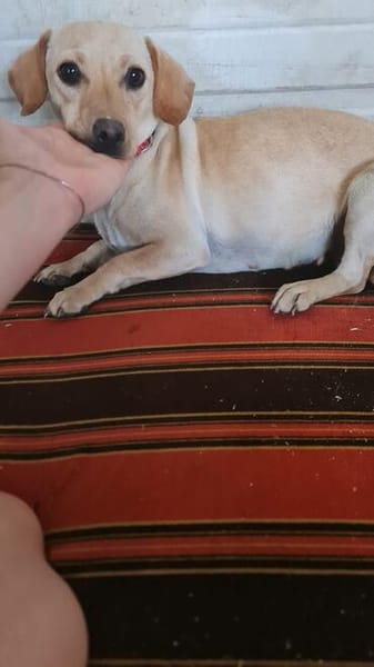 Lucy  sucht Menschen mit Herz