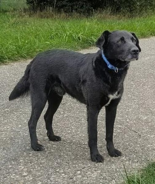 Katzenverträglicher Hütehundmischling Toni sucht Familie