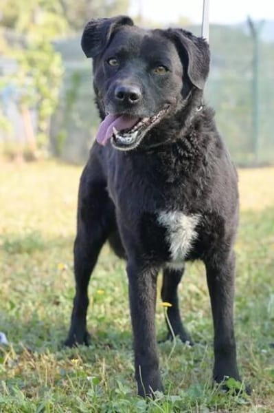 Katzenverträglicher Hütehundmischling Toni sucht Familie