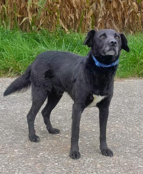 Katzenverträglicher Hütehundmischling Toni sucht Familie