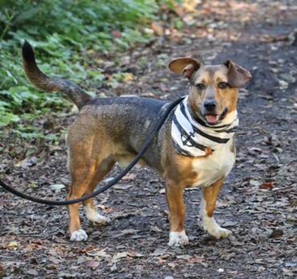 Milo -kinderlieb und eine Seele von Hund