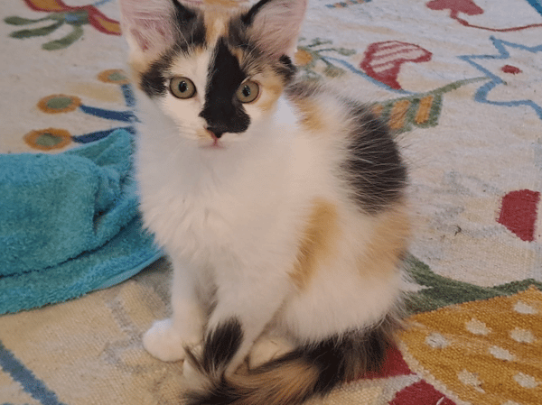 TILY