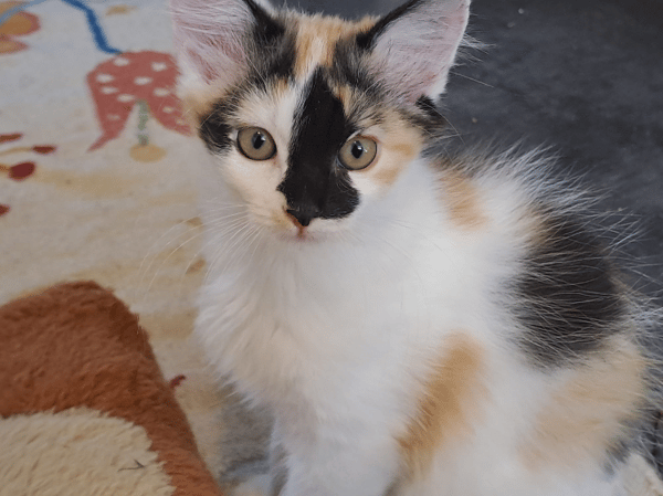 TILY