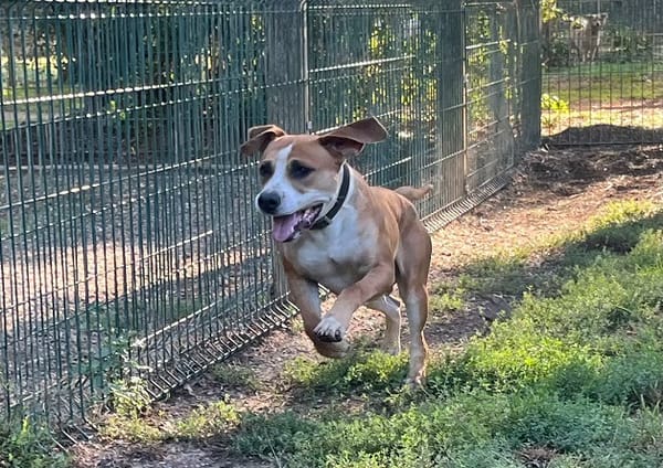 GUMBO (RESERVE)