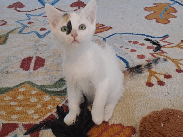 AMINA
