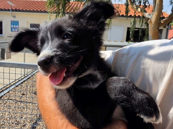 Gandja (en cours d'adoption)