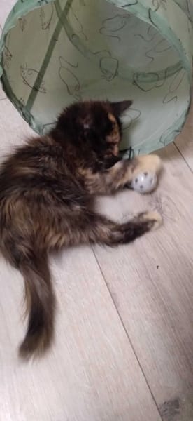 Mokka