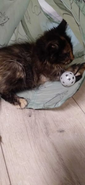 Mokka