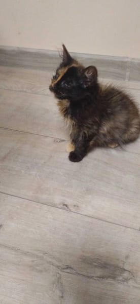 Mokka