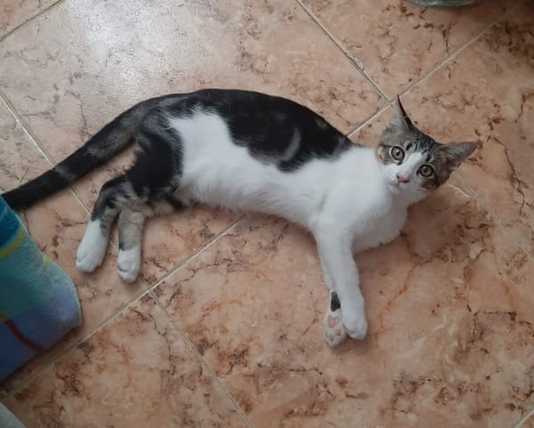OSCAR