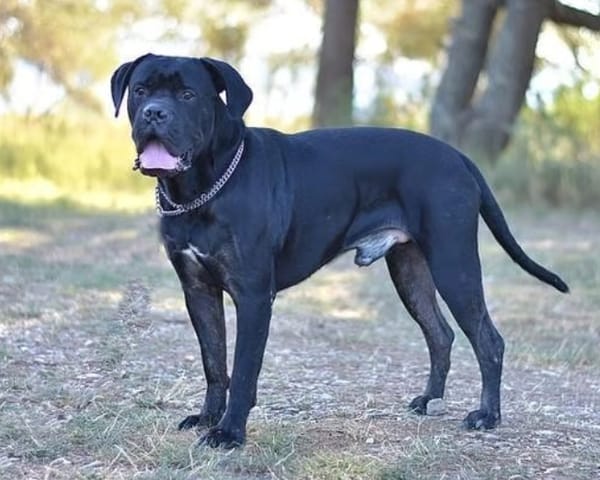 EROS
