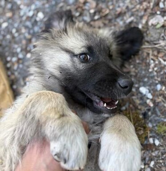Trixi - Tolle, liebe Junghündin sucht Familie