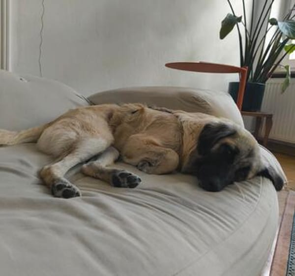 Trixi - Tolle, liebe Junghündin sucht Familie