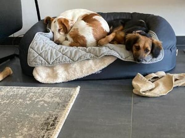 SUSI wünscht sich ein eigenes Zuhause