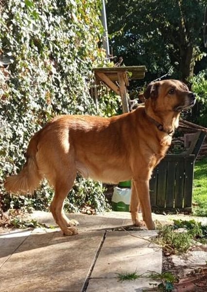 Darcy sucht seine Familie